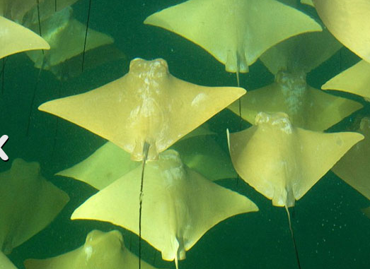 İşte müthiş büyük göç anı - Resim: 3