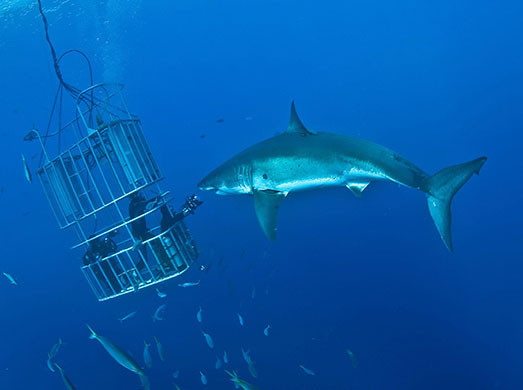 Köpekbalığı ile yakın temas - Resim: 2