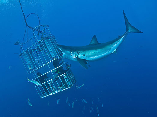 Köpekbalığı ile yakın temas - Resim: 3