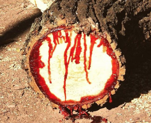 Kanayan 'Ejder Ağacı' nedir? İşte hiç bilmediğiniz faydaları... - Resim: 2