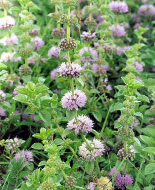 Bu bilgiler sizi hayrete düşürecek...bakın - Resim: 3