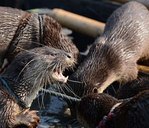 Balıkçıların ilginç balık tutma yöntemi - Resim: 4