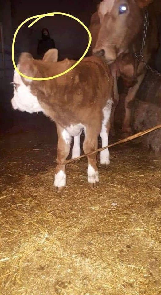 Ardahan'da çekilen esrarengiz görüntü sosyal medyada gündem oldu - Resim: 2