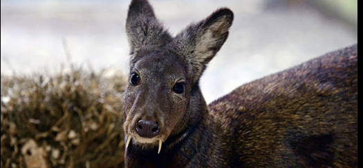 Vampir geyik 60 yıl sonra tekrar ortaya çıktı... - Resim: 1