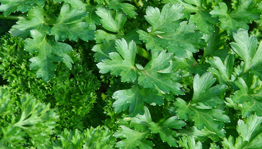 Bu ikiliyi sofranızdan eksik etmeyin - Resim: 2