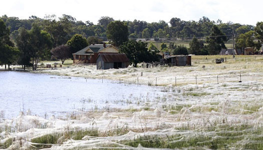 Koca şehri örümcek ağları sardı! - Resim: 4