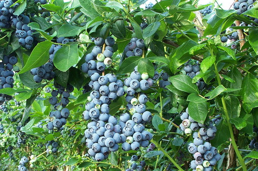 Yaban mersini hayatınızı değiştirecek - Resim: 1