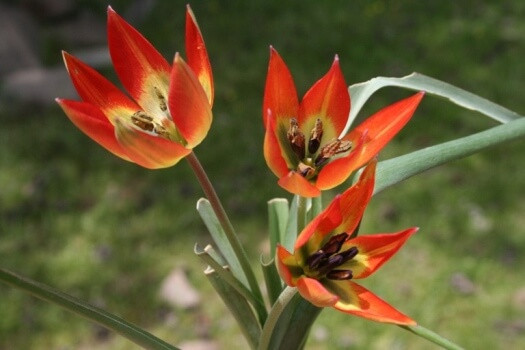 Bu çiçeği görürseniz sakın dokunmayın - Resim: 2