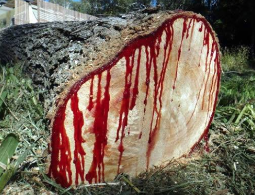 Kanayan 'Ejder Ağacı' nedir? İşte hiç bilmediğiniz faydaları... - Resim: 3