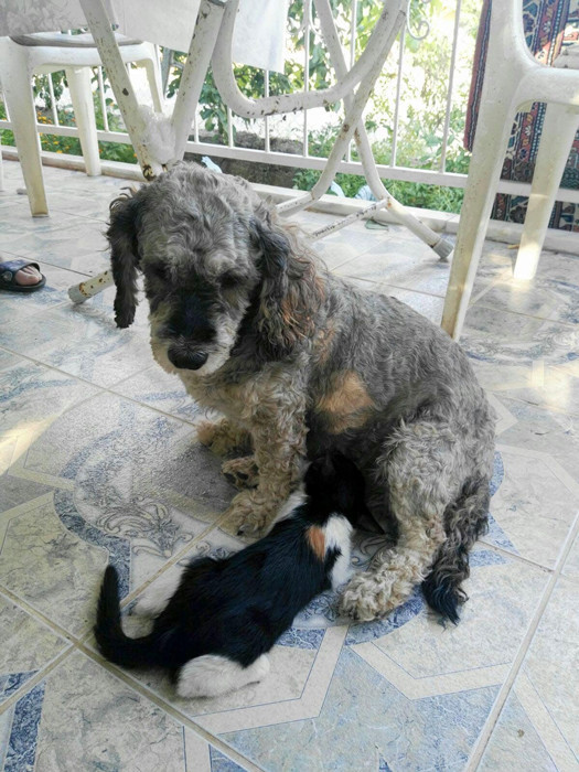 Muğla'da yavru kediyi emziren köpek herkesi şaşkına çevirdi - Resim: 3