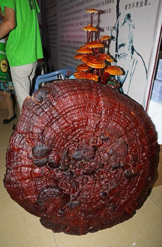 Bunu kaynatıp içen 120 yıl yaşıyor yok artık - Resim: 1