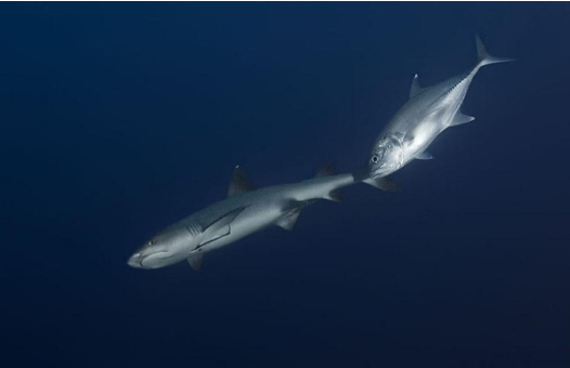 İşte sualtının büyüleyen dünyası - Resim: 3