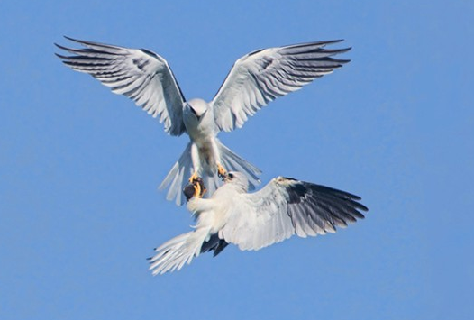 Gökyüzünde av mücadelesi - Resim: 3