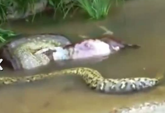 Dev yılan koca ineği böyle yuttu - Resim: 3