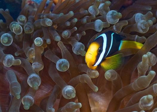 İşte sualtının büyüleyen dünyası - Resim: 4