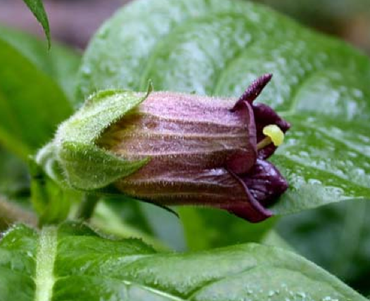 Bu bitkiler öldürüyor - Resim: 4