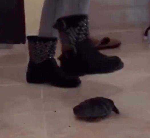 Yok böyle canilik! Kaplumbağayı defalarca ayağıyla ezdi, "Kanıyor, kanattım" deyip güldü - Resim: 5