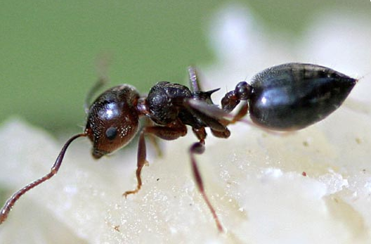 Böyle sipariş olur mu demeyin! - Resim: 3