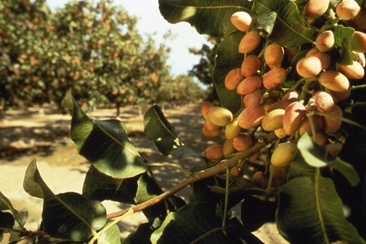 Cinsel gücü artırıyor tam bir besin deposu - Resim: 3