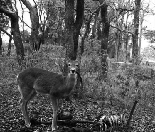 Metruk binanda bir anda beliren görüntü kan dondurdu! - Resim: 3