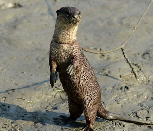 Balıkçıların ilginç balık tutma yöntemi - Resim: 3