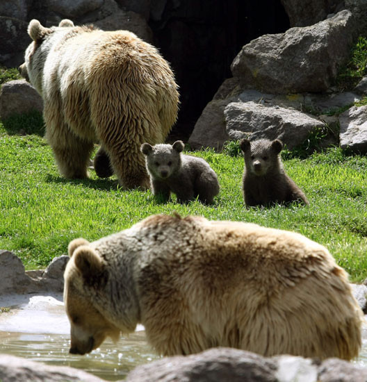 Türkiye'nin ilk yavruları - Resim: 3
