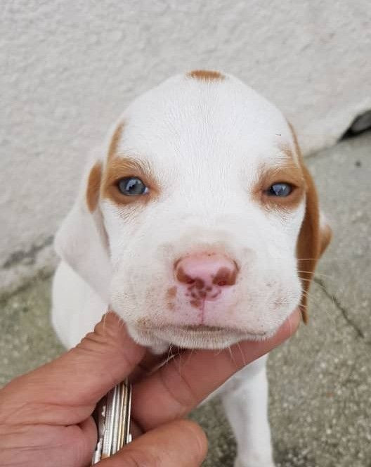 Hatay'da köpek Rodi beş ayda ikinci kez kaçırıldı - Resim: 3