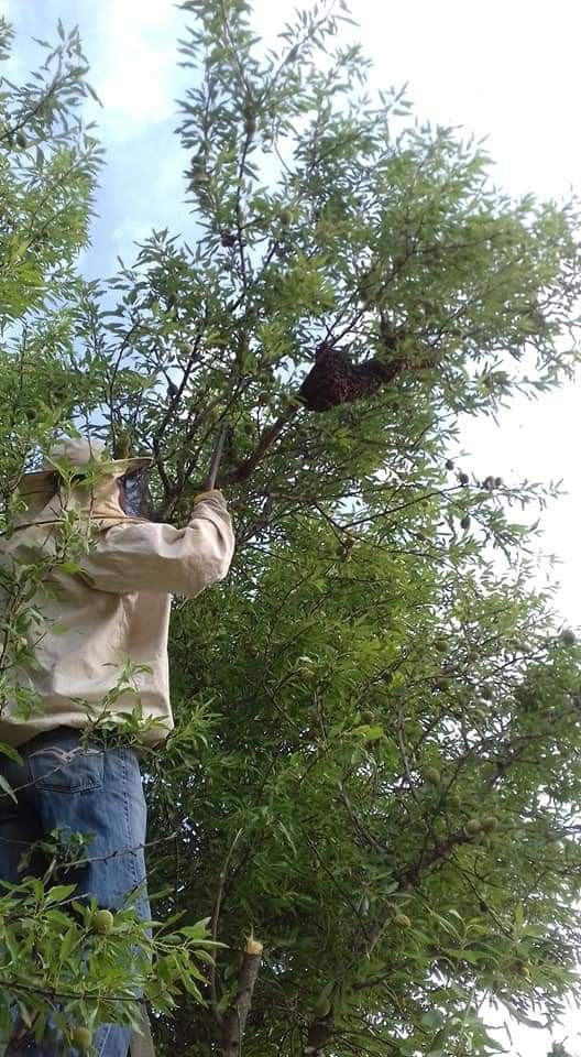 Balıkesir'de aşırı sıcak havalar arıları da olumsuz etkiledi - Resim: 1