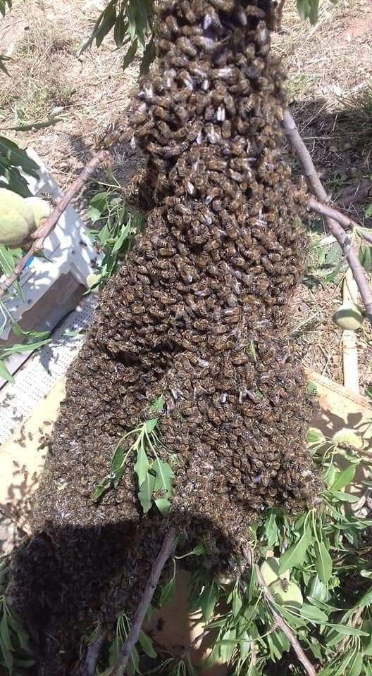 Balıkesir'de aşırı sıcak havalar arıları da olumsuz etkiledi - Resim: 4
