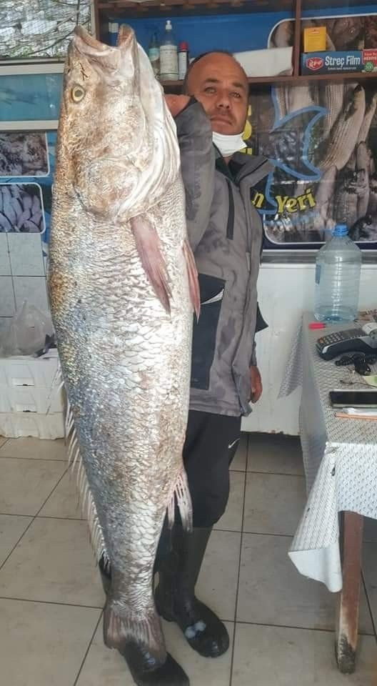 Muğla'da insan boyundaki levrek balığını gören şaştı kaldı bakın kaç kilo geldi? - Resim: 2