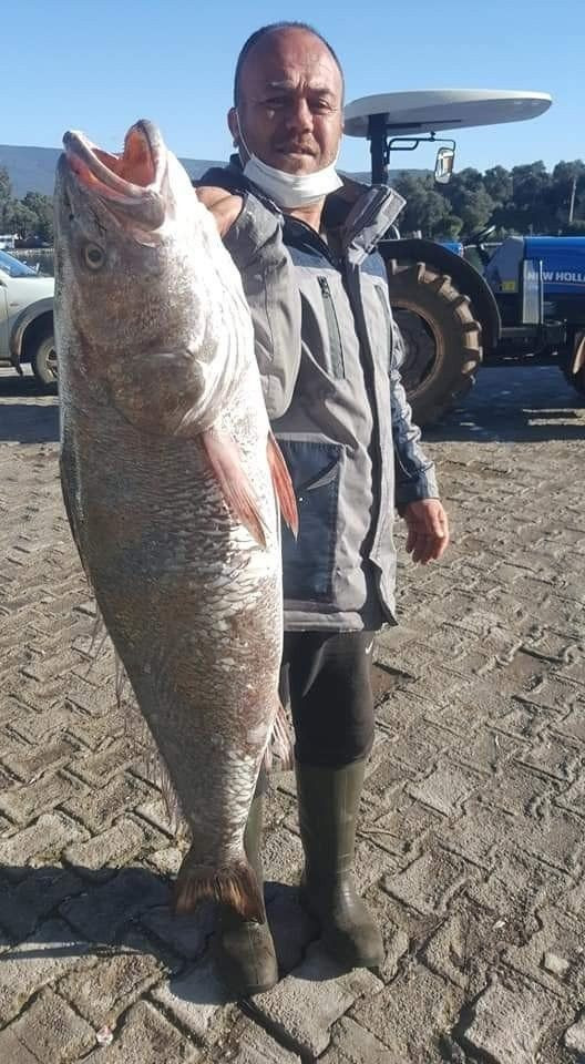 Muğla'da insan boyundaki levrek balığını gören şaştı kaldı bakın kaç kilo geldi? - Resim: 1