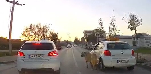 Otomobiline bağladığı köpeği dakikalarca sürükledi - Resim: 1