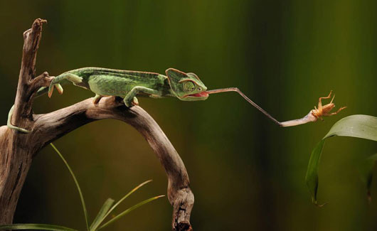 İşte doğanın en tehlikeli avları - Resim: 1