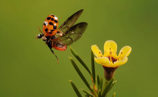 İşte doğanın en tehlikeli avları - Resim: 2