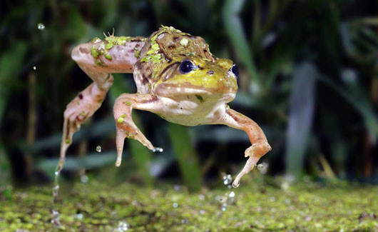 İşte doğanın en tehlikeli avları - Resim: 3