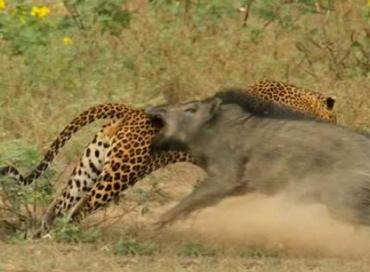 Doğanın vahşileri böyle kapıştı - Resim: 2