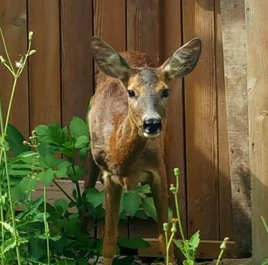 Doğada yaralı bulunan yabani hayvanlar tedavi ediliyor - Resim: 1