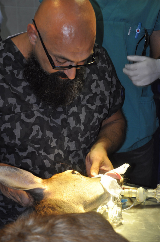 Afyon Kocatepe Üniversitesi'nden bir ilk 'Geyik yavrusuna katarakt ameliyatı' - Resim: 4