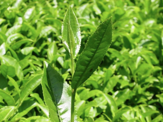 Çayın mucizlerine tanık olun! - Resim: 2