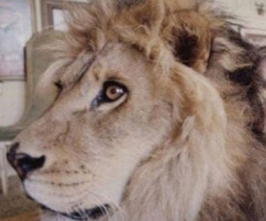 Aslanlara masaj yapan adam - Resim: 1