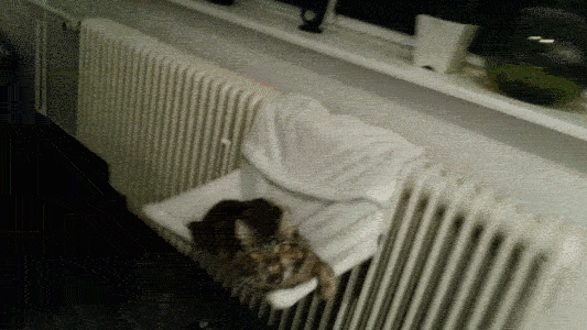 Bu fotoğraflar çok canlı! - Resim: 4