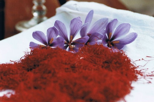 Bu bitkinin kilosu 20 bin lira - Resim: 3