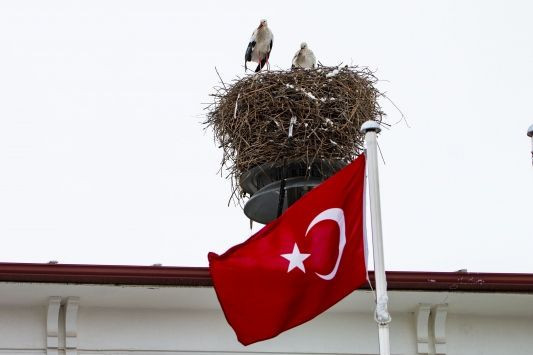Leylekler 10 gün erken göç etti! Uzmanlar uyardı 'Kış çok sert geçecek, üşümeye hazır olun' - Resim: 1