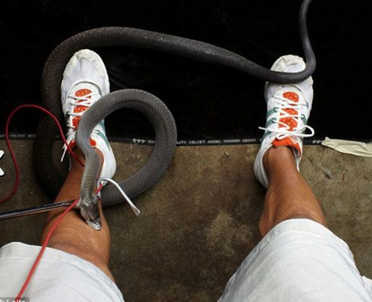 Hayvanların dehşet saçtığı anlar! - Resim: 1