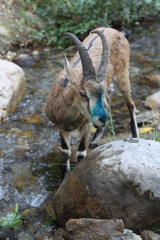 Hakkari'de tedavi edilen yaban keçisi doğaya bırakıldı - Resim: 3