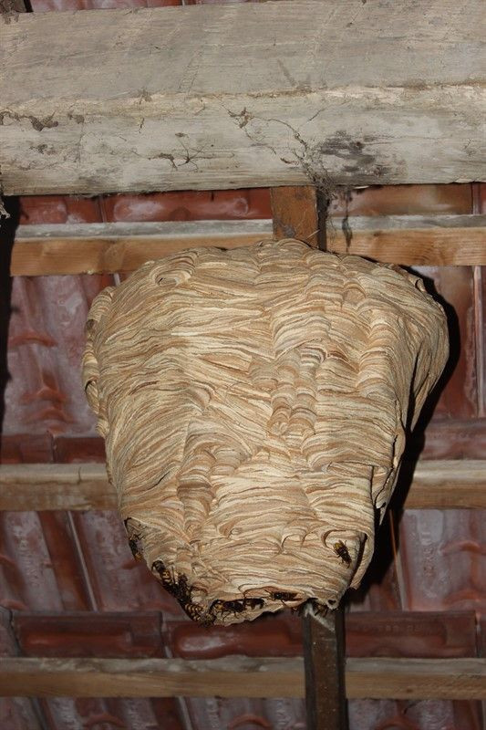 Evin çatısında fark etti! Sadece 1 ayda böyle oldu - Resim: 3