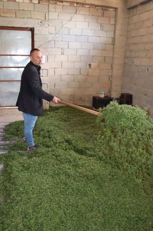 Hatay'da kendiliğinden yetişiyor kilosu 20 TL! Günde 200 kilo topluyorlar - Resim: 3