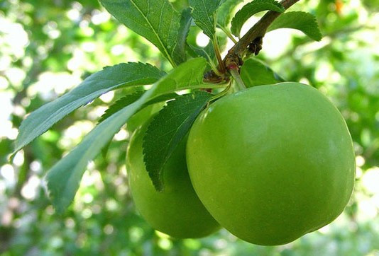 Baharın habercisi erik tezgahlarda! Fiyatı altını bile solladı - Resim: 3