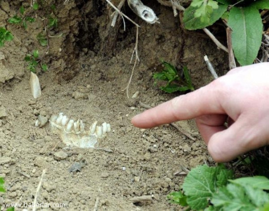 Şehit kemikleri toprak üstüne çıktı! - Resim: 3