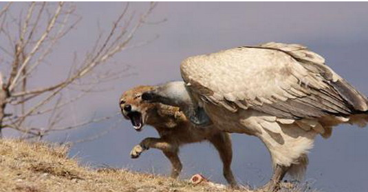 Vahşi av saniye saniye görüntülendi - Resim: 2